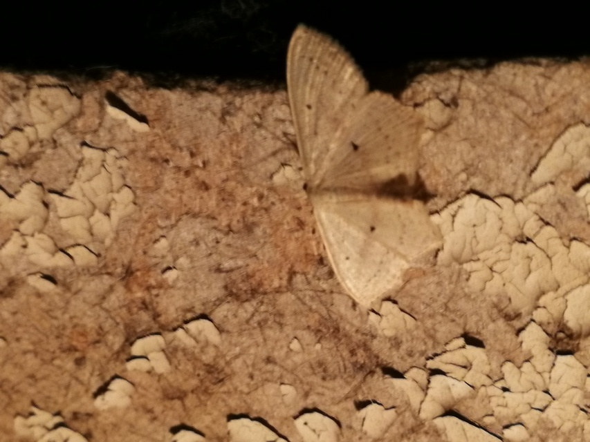 Scopula flaccidaria - alföldi sávosaraszoló