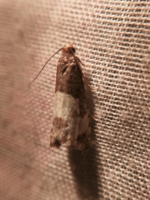 Notocelia cynosbatella - rózsahajtás-tükrösmoly