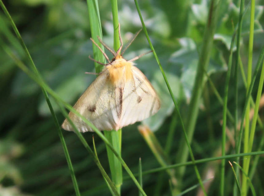 Diacrisia sannio - vörösszélű medvelepke