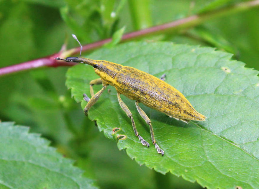 Lixus iridis - bürökfúró dudvabarkó