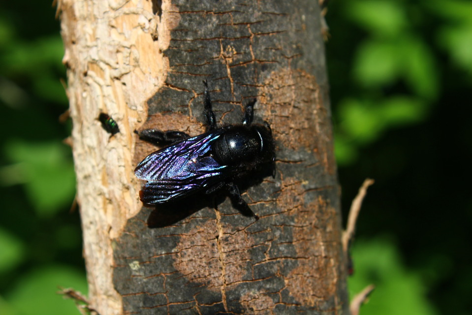 Xylocopa valga - gyakori fadongó