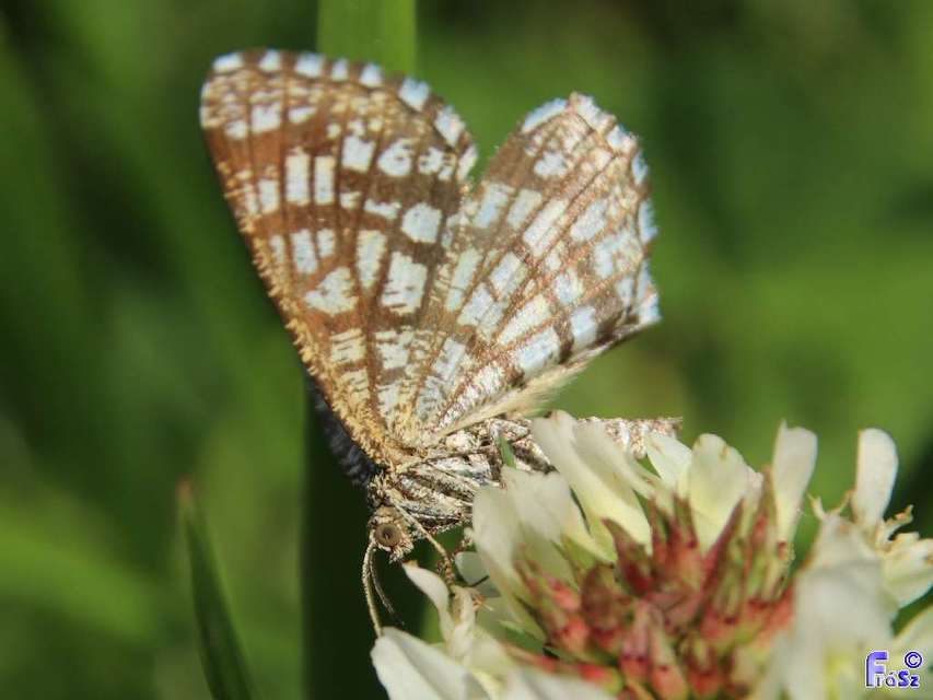 Chiasmia clathrata - rácsos rétiaraszoló