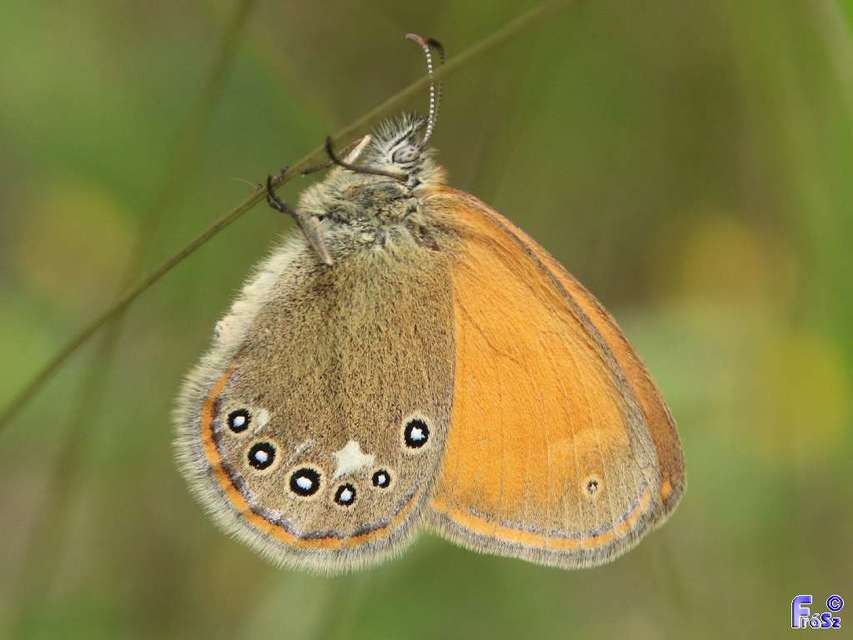 Coenonympha glycerion - közönséges szénalepke