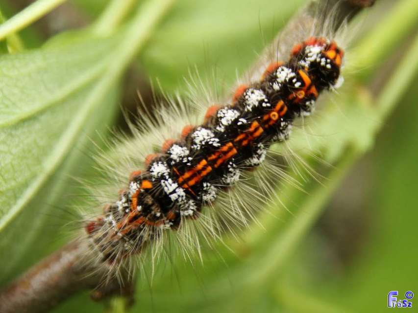 Sphrageidus similis - sárgafarú szövő