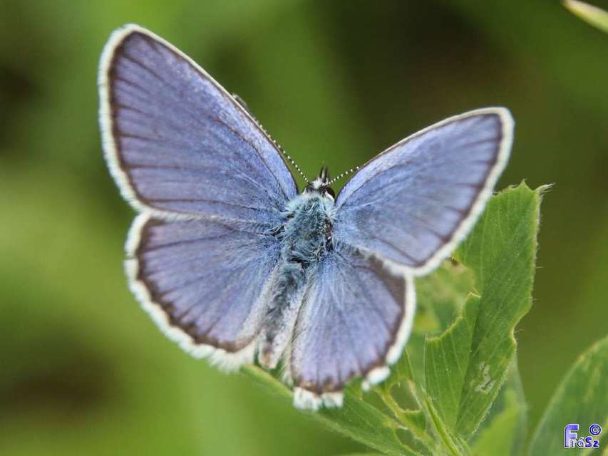 Plebejus argyrognomon - tintakék boglárka