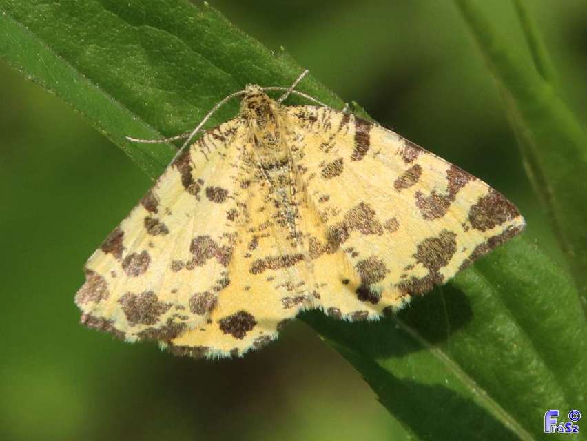 Pseudopanthera macularia - párducfoltos araszoló