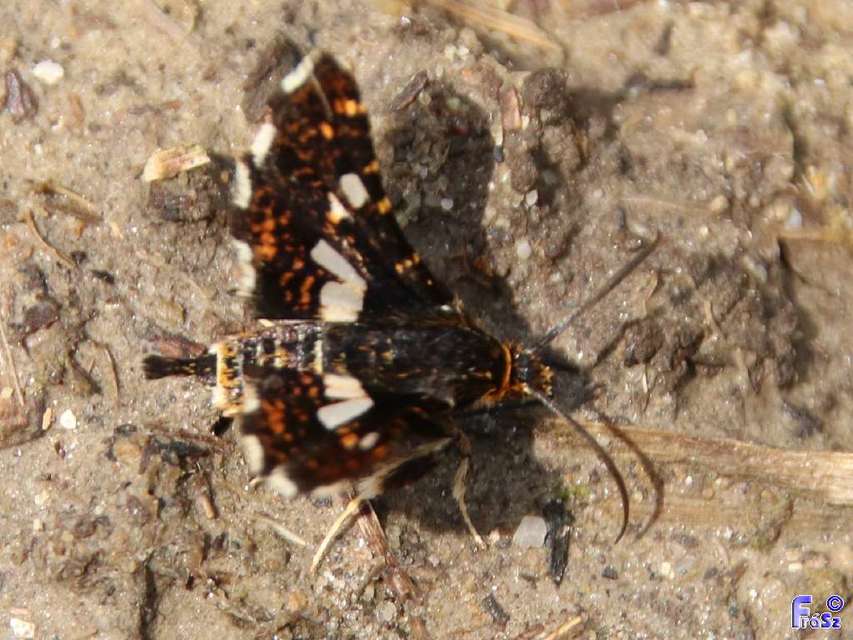 Thyris fenestrella - gyakori ablakosmoly