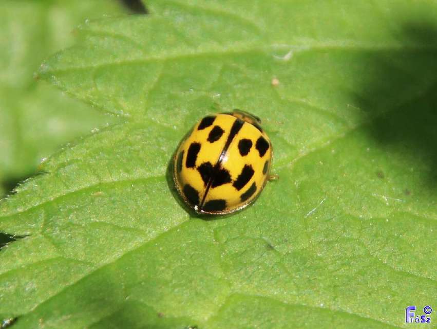 Propylea quatuordecimpunctata - tizennégypettyes füsskata