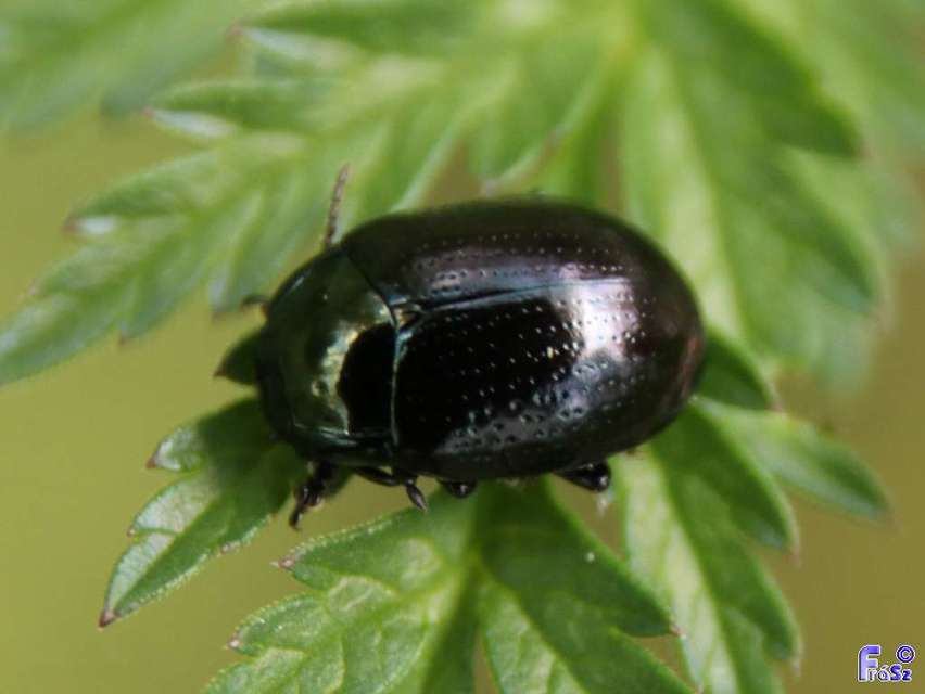 Chrysolina oricalcia - bronzos levélbogár
