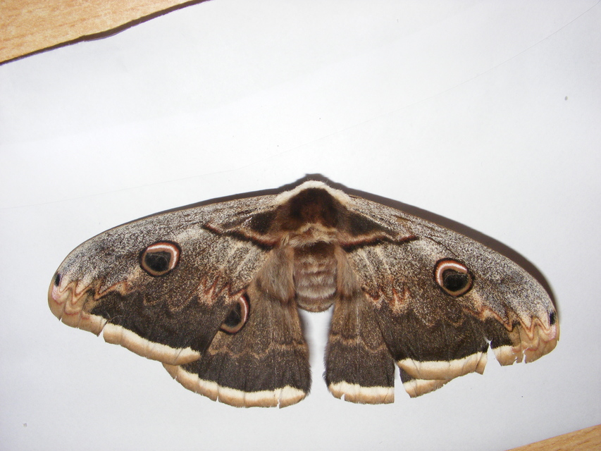 Saturnia pyri - nagy pávaszem