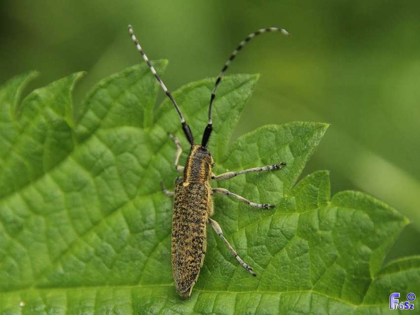 Agapanthia villosoviridescens - fehérgyűrűs bogáncscincér
