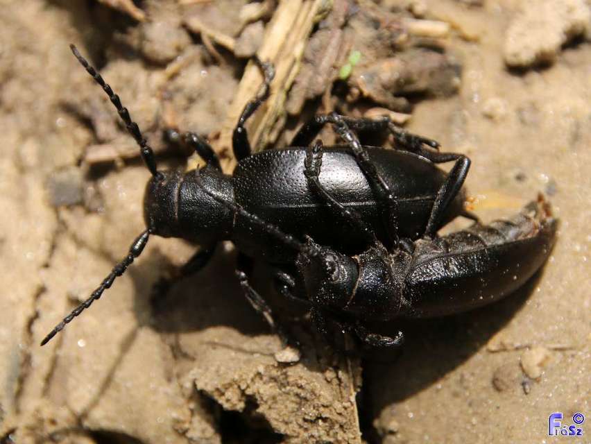 Dorcadion aethiops - fekete gyalogcincér