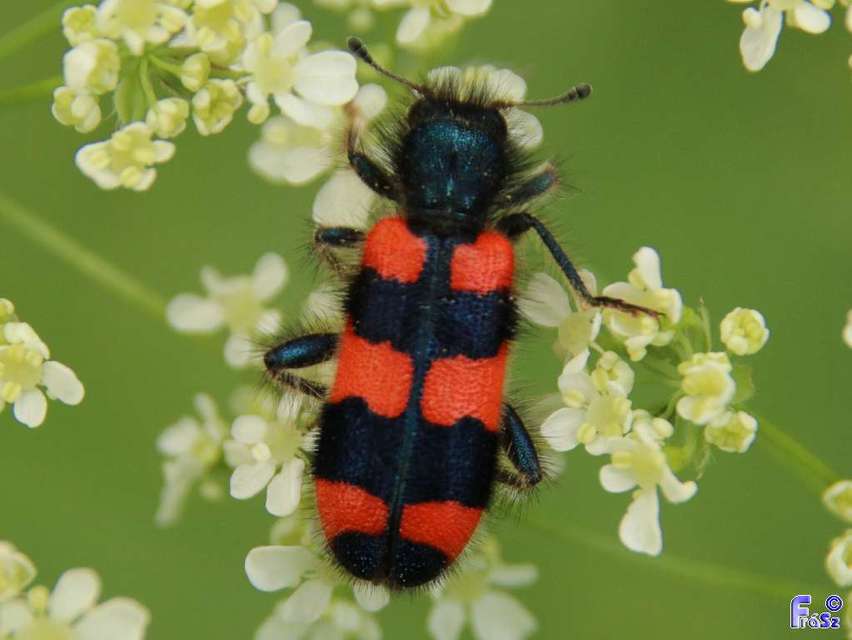 Trichodes favarius - hatfoltos méhészbogár