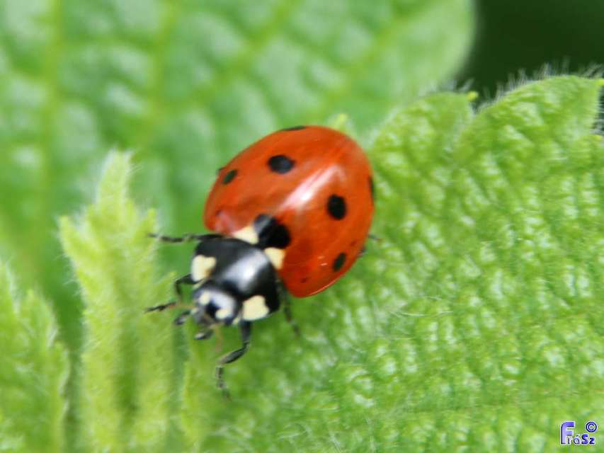 Coccinella septempunctata - hétpettyes katica