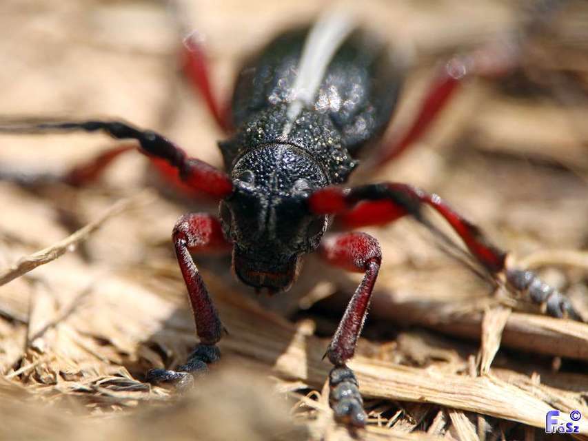 Dorcadion pedestre - kétsávos gyalogcincér