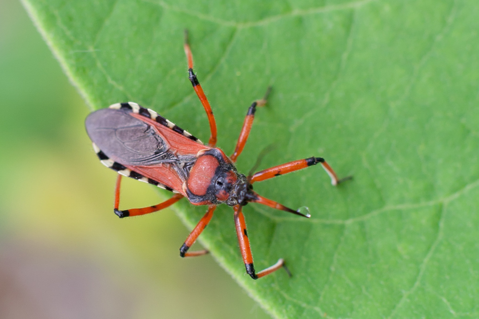 Rhynocoris iracundus - közönséges gyilkospoloska