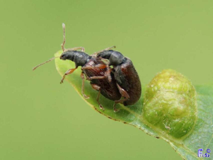 Phyllobius oblongus - közönséges levélormányos