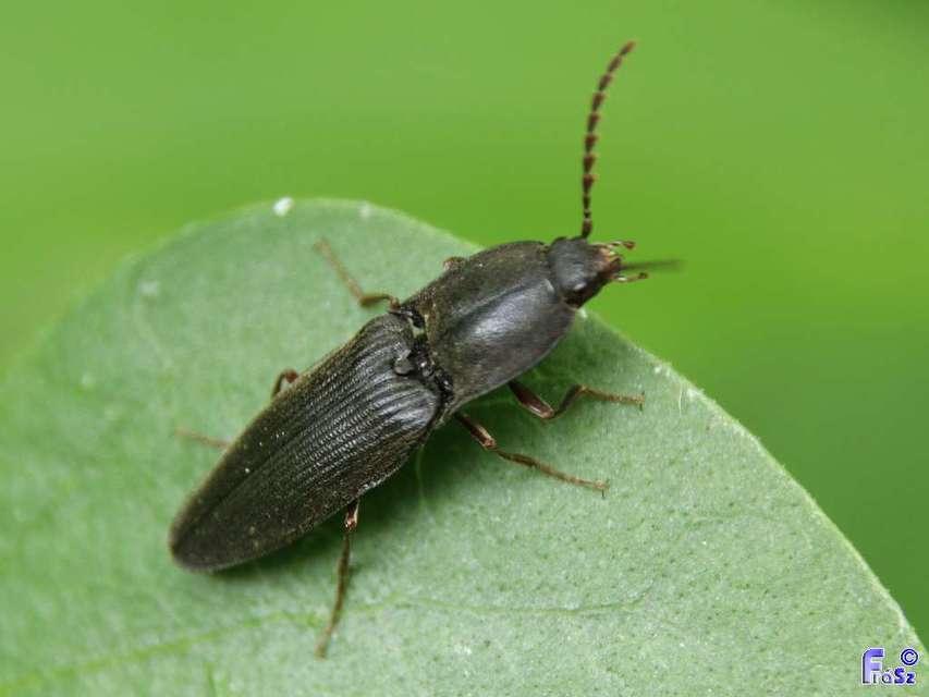 Neopristilophus insitivus - lapos pattanó