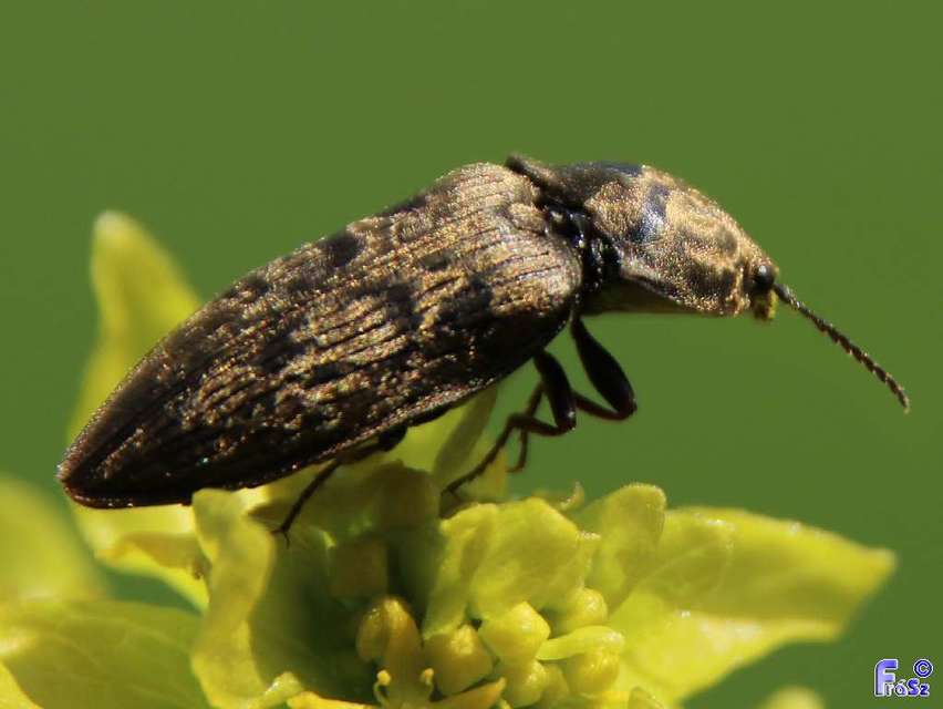 Prosternon