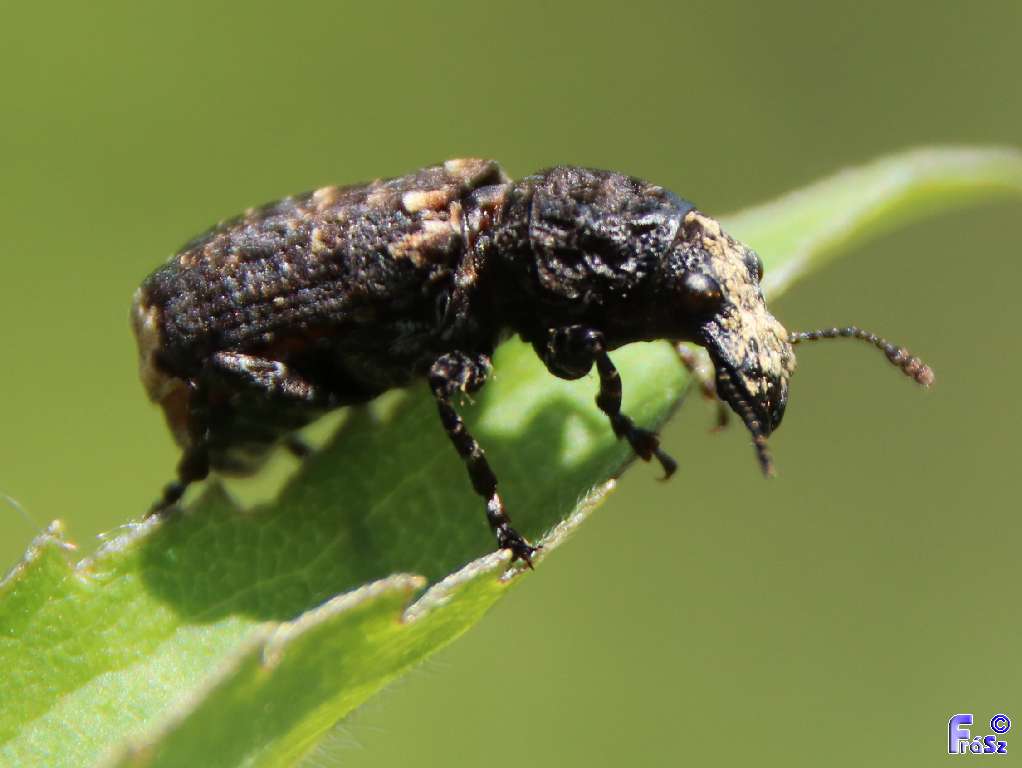 Platyrhinus resinosus - nagy orrosbogár