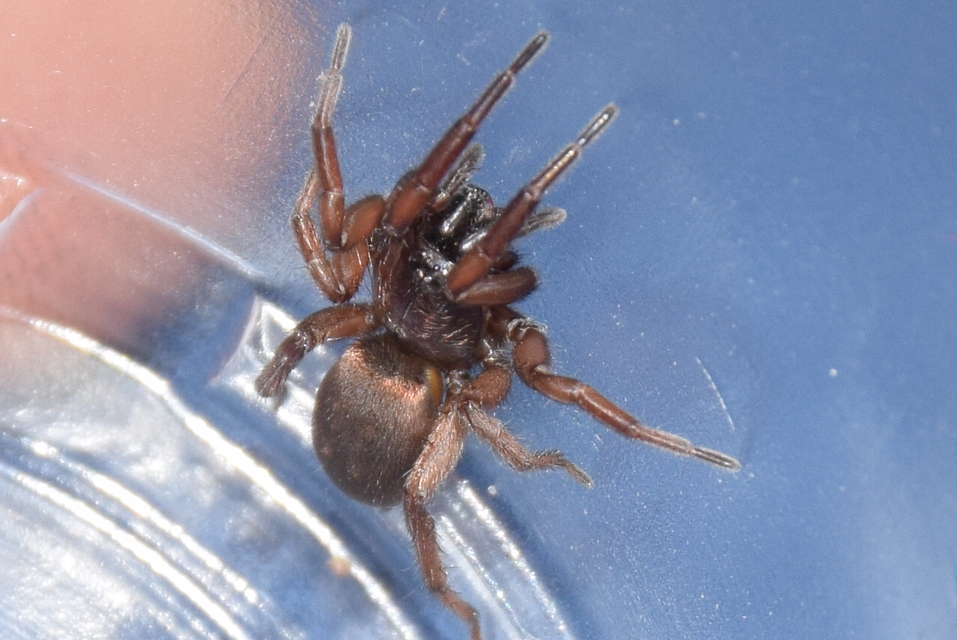 Gnaphosa microps