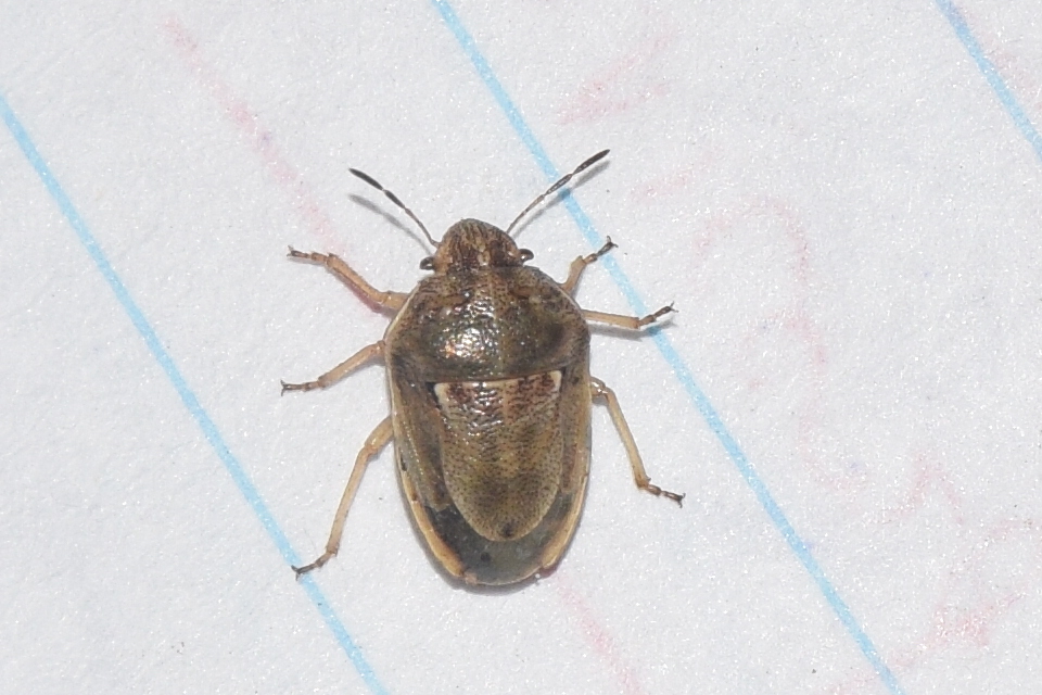 Neottiglossa leporina - sárgahasú címerespoloska Neottiglossa leporina - sárgahasú címerespoloska