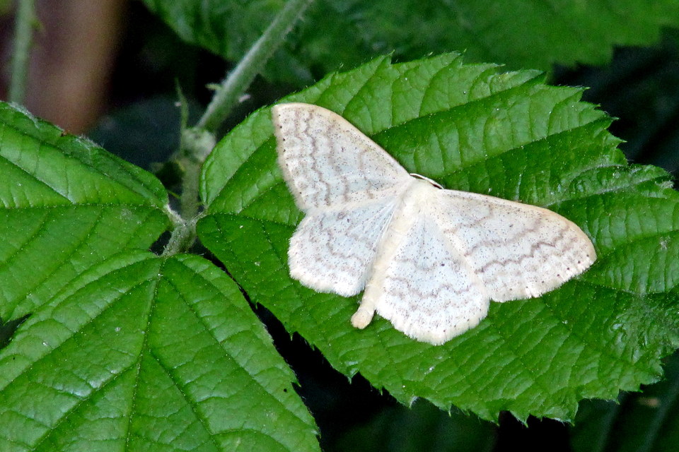 Scopula floslactata - tejfehér sávosaraszoló