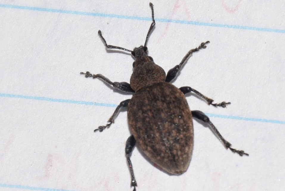 Otiorhynchus ligustici - vincellér-gyalogormányos
