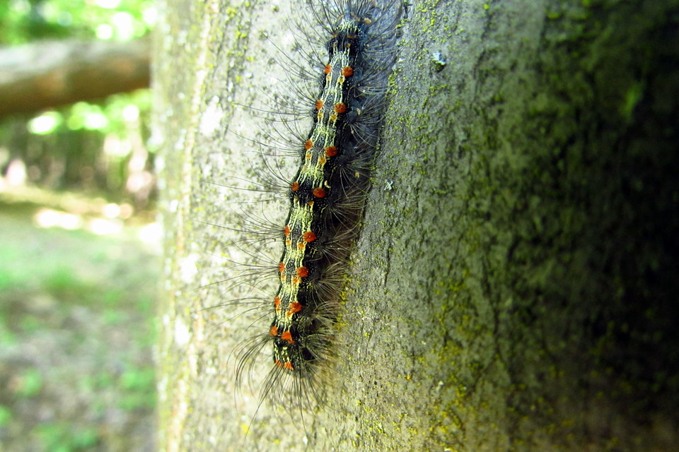 Lithosia quadra - négypettyes zuzmószövő