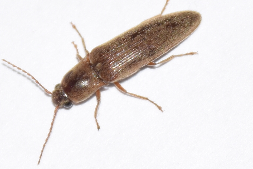 Synaptus filiformis - talpas pattanó