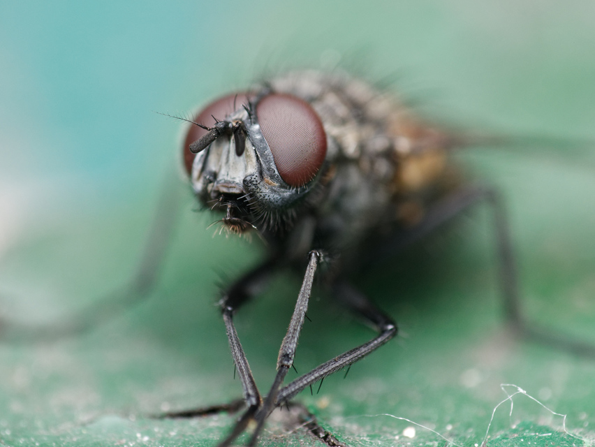 Musca domestica - házi légy