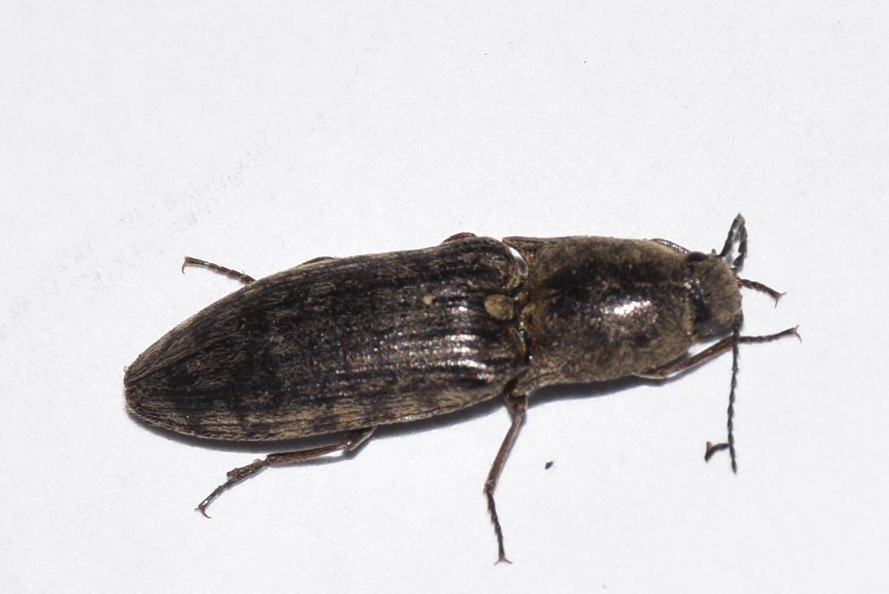 Actenicerus siaelandicus - márványos pattanó Actenicerus siaelandicus - márványos pattanó