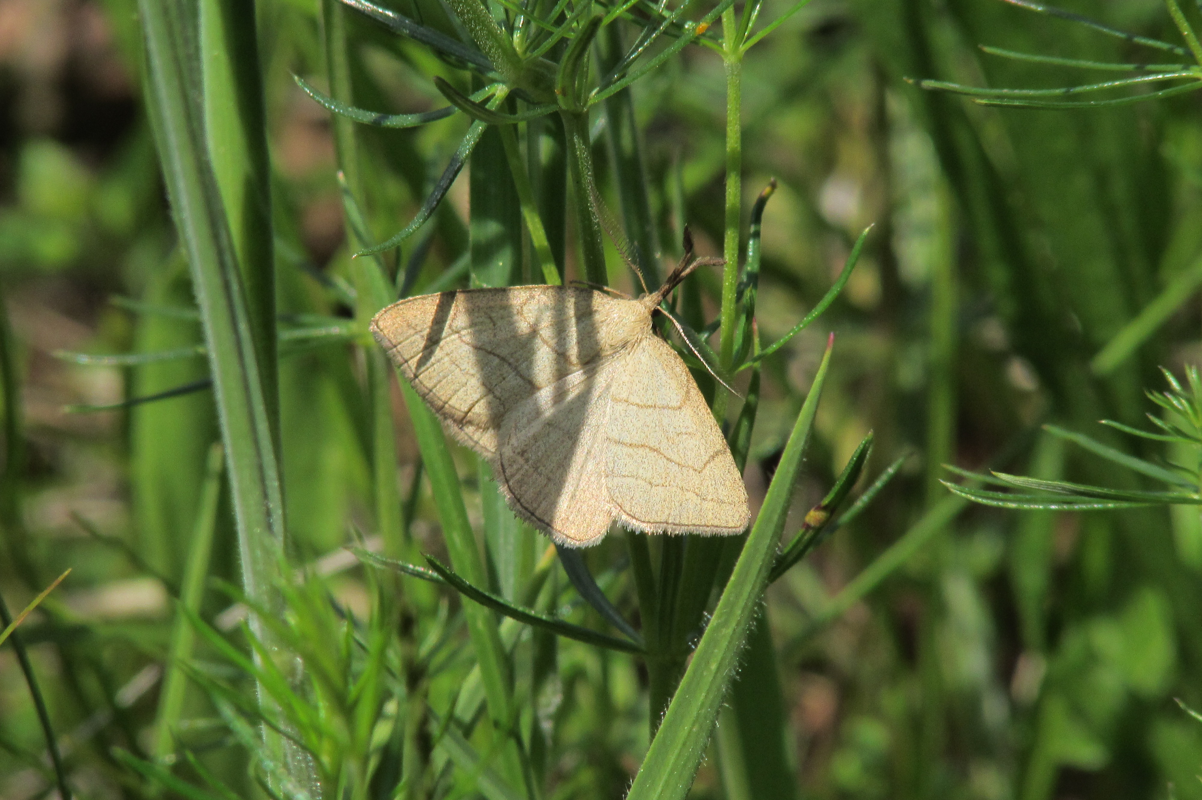 Polypogon tentacularia - sötétaljú karcsúbagoly