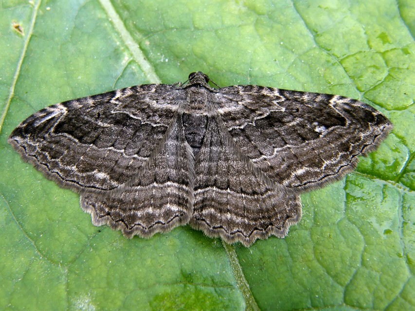 Philereme transversata - varjútövis-araszoló