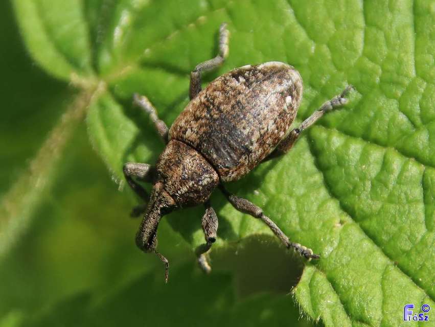 Lepyrus capucinus - pettyes fűzormányos
