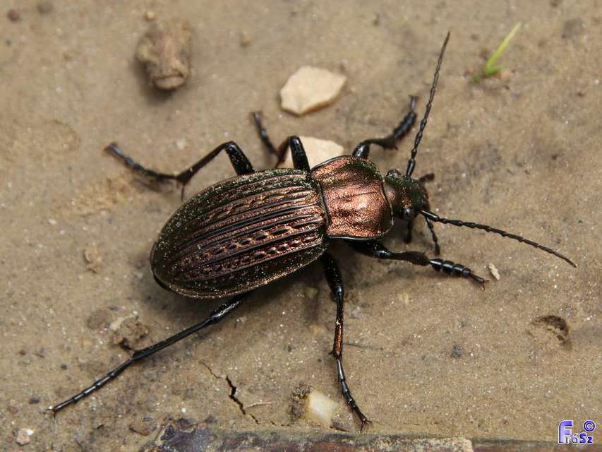 Carabus ulrichii - rezes futrinka