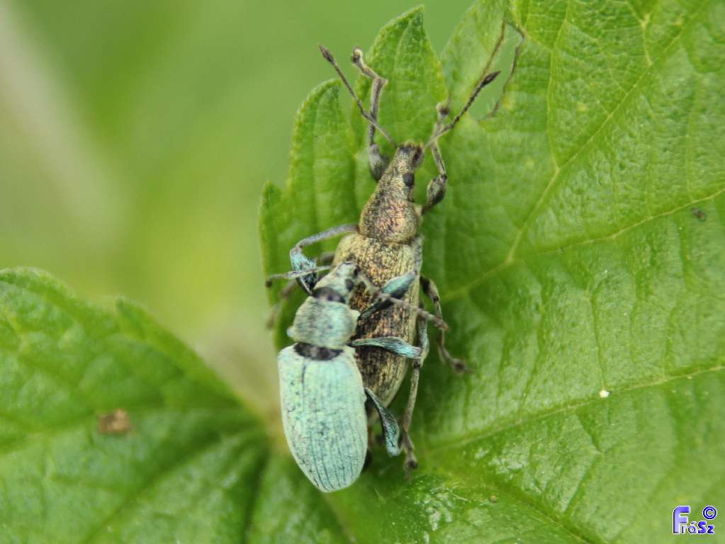 Phyllobius pomaceus - csalán-levélormányos