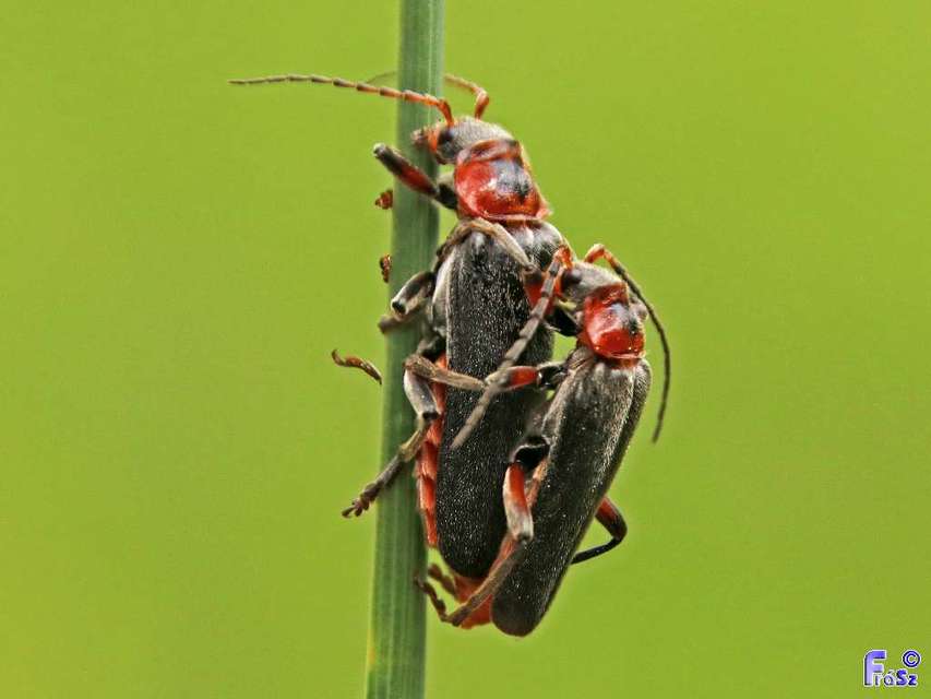 Cantharis rustica - suszterbogár