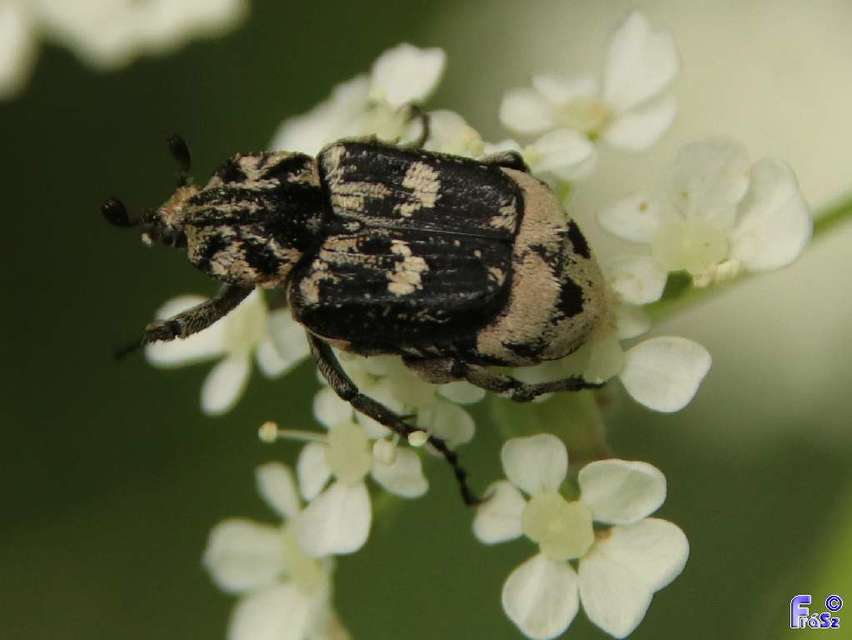 Valgus hemipterus - suta virágbogár