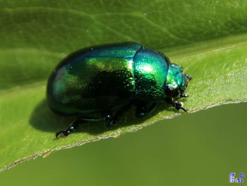 Chrysolina herbacea - zöld mentalevelész