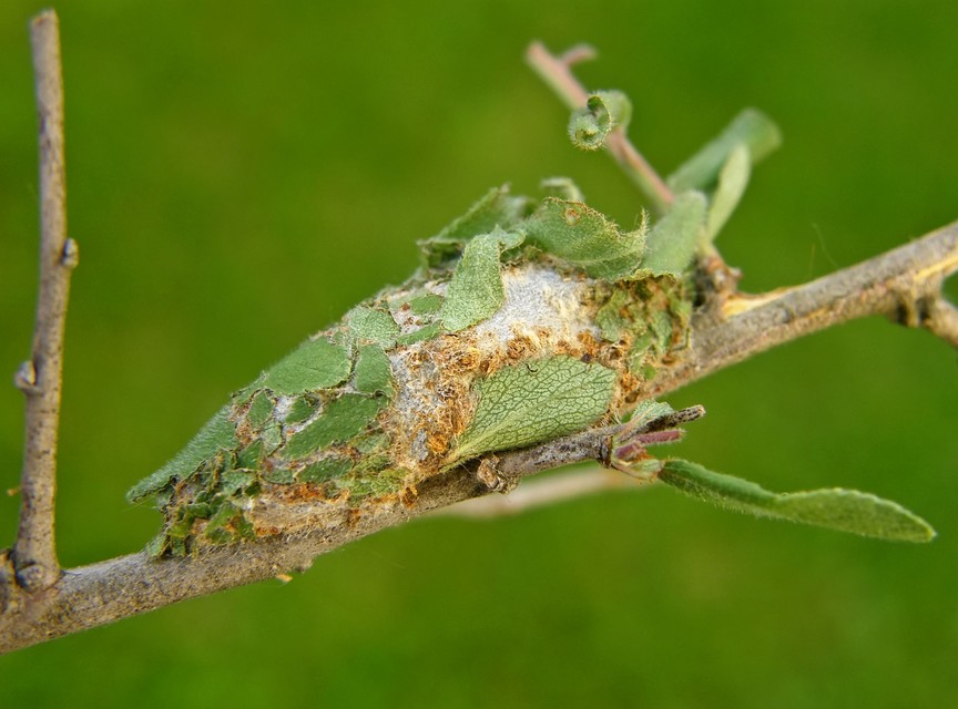 Diloba caeruleocephala - őszi kékesbagoly