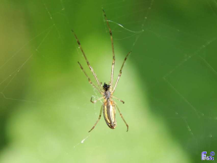 Tetragnatha