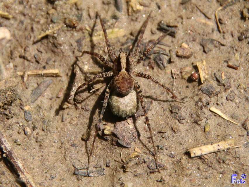 Pardosa alacris/lugubris