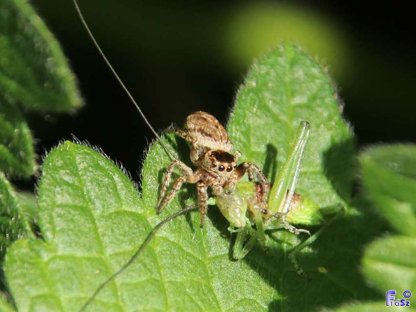 Tettigonia