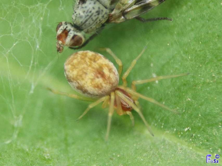 Nigma flavescens - vöröslő hamvaspók