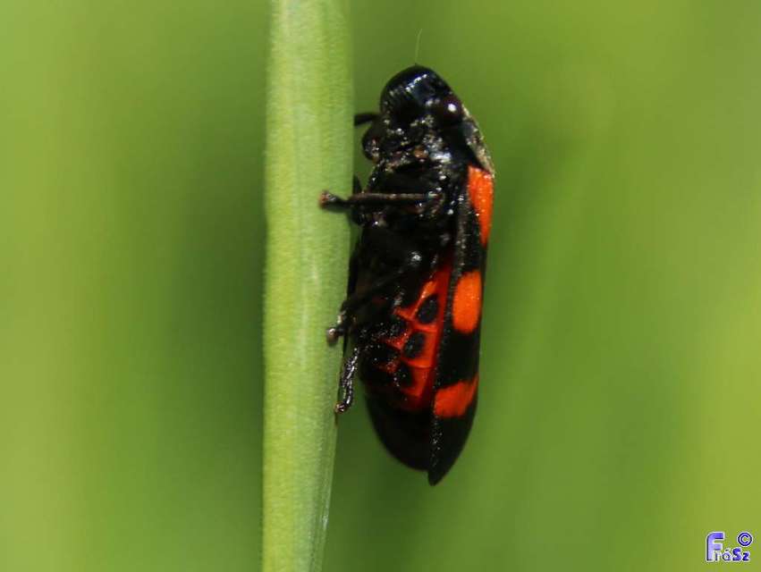Cercopis sanguinolenta