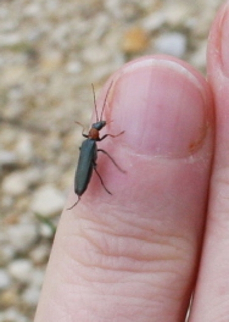 Oedemera croceicollis - pirostorú álcincér
