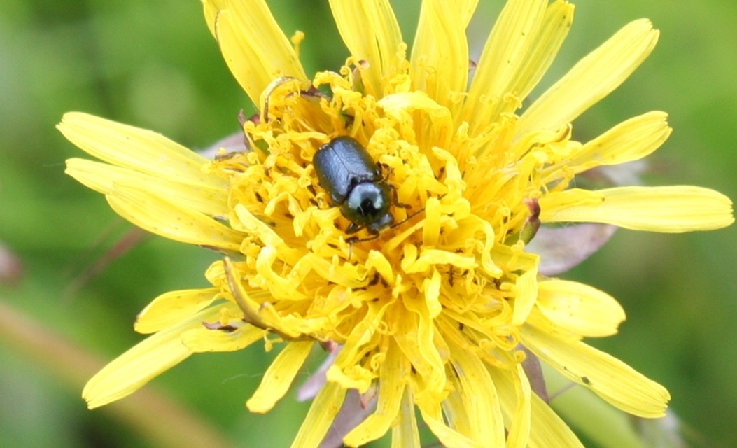 Cryptocephalus