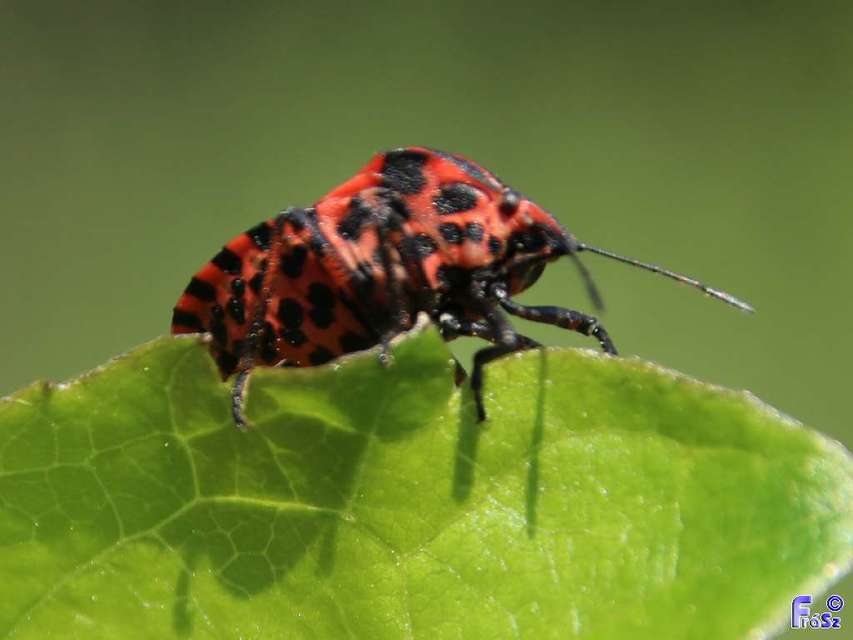 Graphosoma italicum - csíkos pajzsospoloska