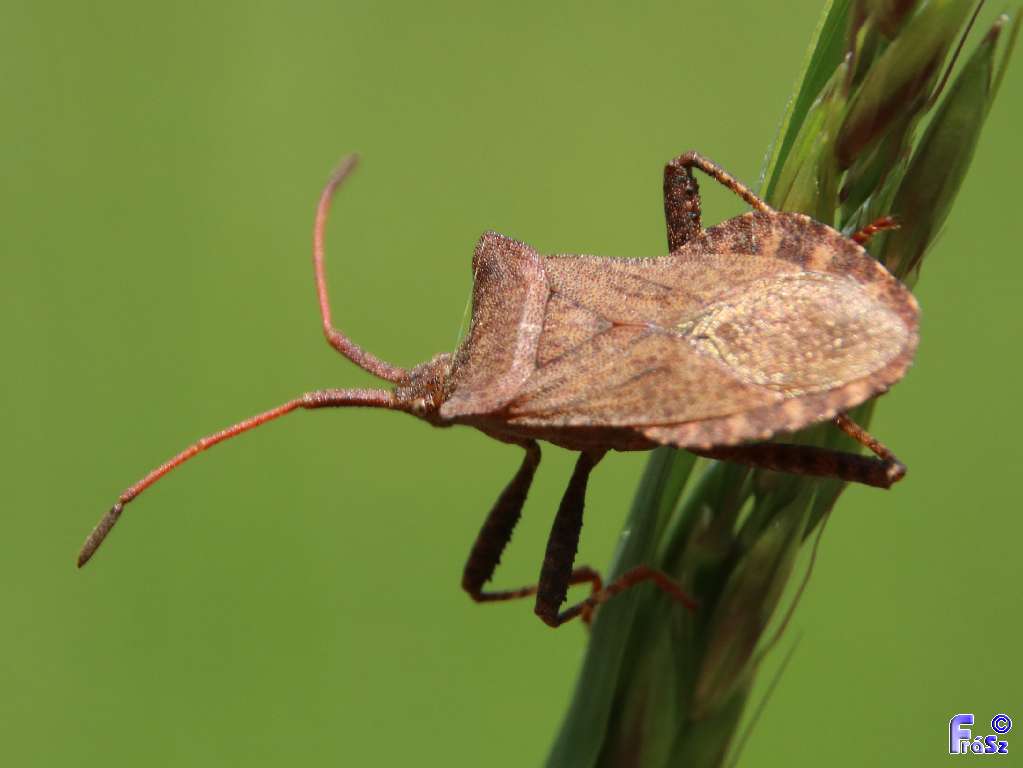 Coreus marginatus - közönséges karimáspoloska